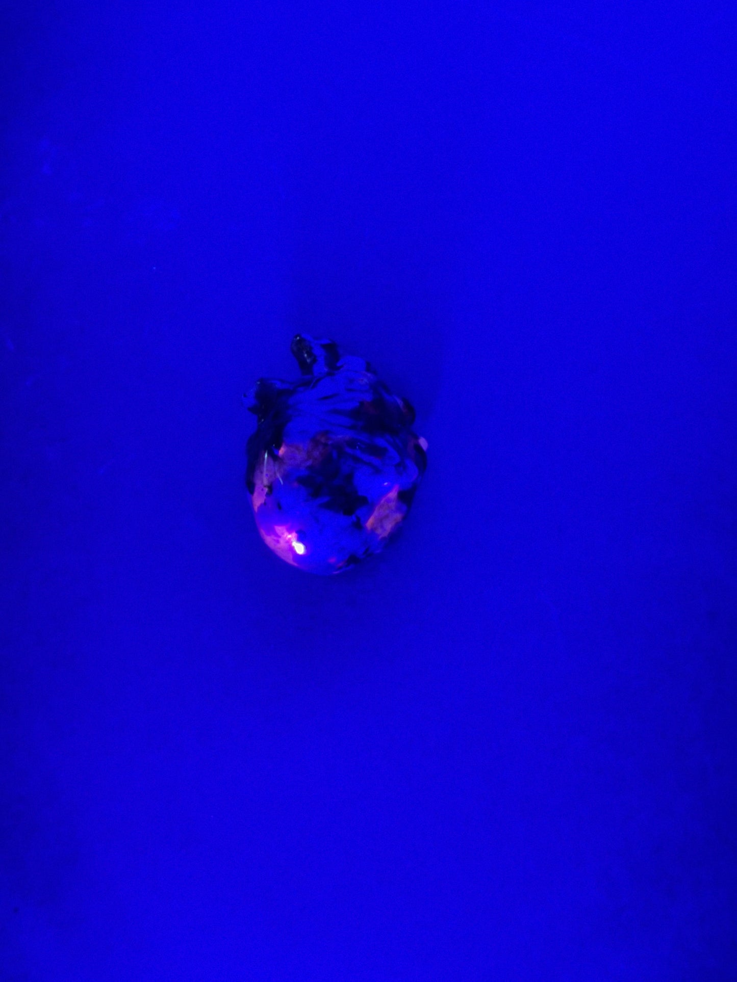 A small irregularly shaped anatomical heart stone with a dark, mottled surface that fluoresces magenta under UV light, set against a solid deep blue background.
